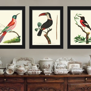 Bird Print Art NOD200 Beautiful Antique Large Red White Toucan Tropical Rainforest Nature Natural Science Wall Home Room Decor to Frame image 3