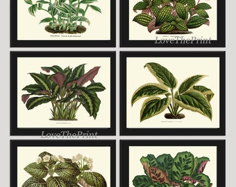 Antique Green Plant Art Print Set of 6 Beautiful Botanical Picture Illustration Home Green Wall Decor Plant Leaf Flowers Large Poster Chart