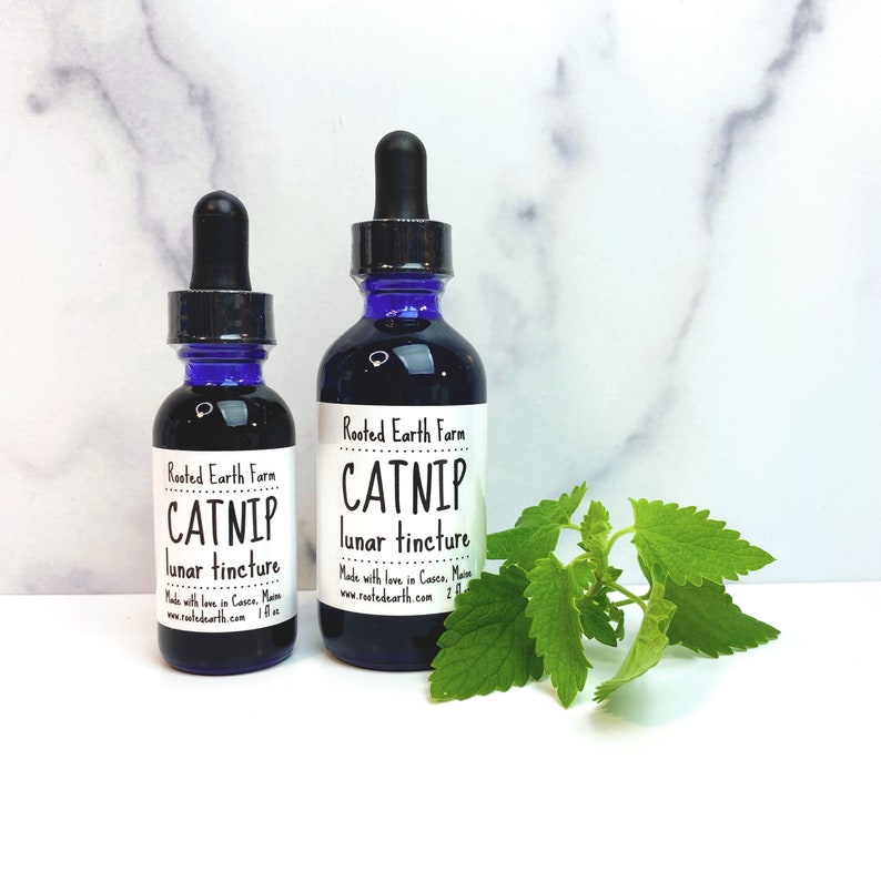 Puede incluir: Dos botellas de tintura lunar de hierba gatera Rooted Earth Farm, una m&aacute;s grande y otra m&aacute;s peque&ntilde;a, ambas con botellas de vidrio azul y etiquetas blancas. La botella m&aacute;s grande es de 2 fl oz y la m&aacute;s peque&ntilde;a es de 1 fl oz. Una ramita de hierba gatera est&aacute; en primer plano.