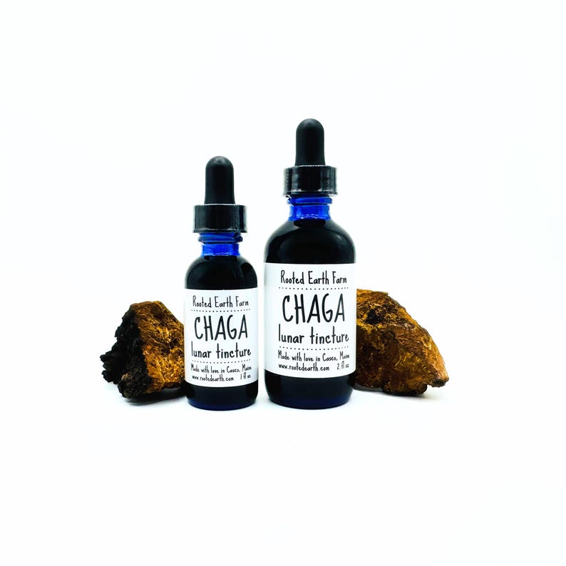 Wildcrafted Chaga Mushroom Tincture, Chaga Mushroom Extract, Maine ...