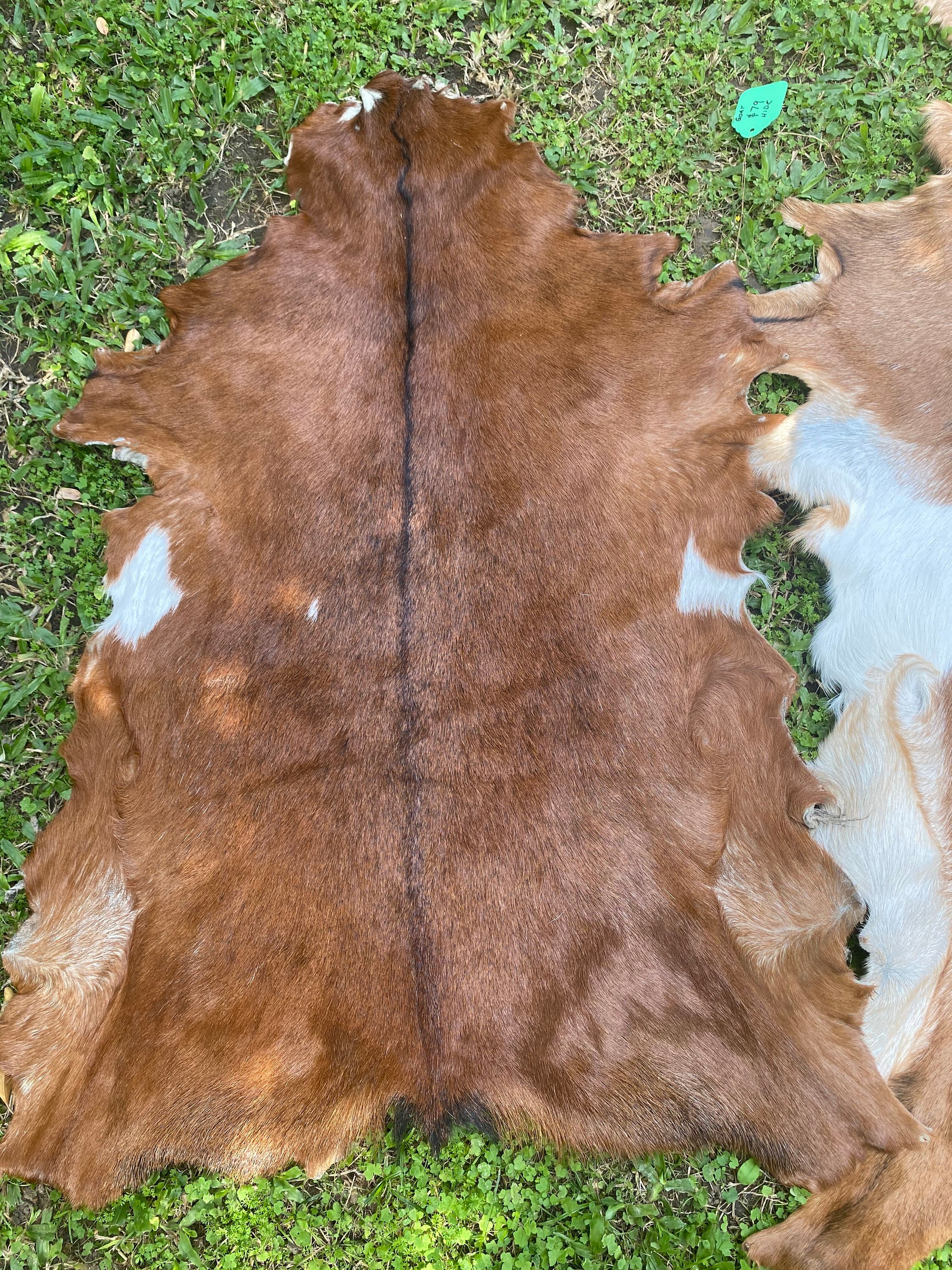 goat hides goat hides