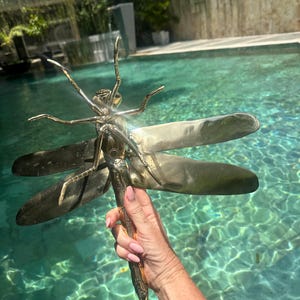 extra large dragonfly