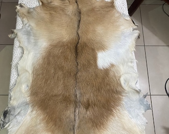 Fawn and cream colour goat skin