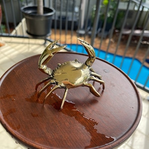 Mały krab mosiężny.