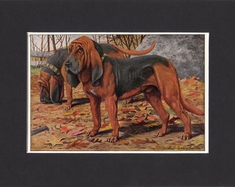 Bloodhound 1919 Dog Print by Louis Agassiz Fuertes Small Vintage Print Mounted with Mat  Bloodhound Print Bloodhound Dog Print