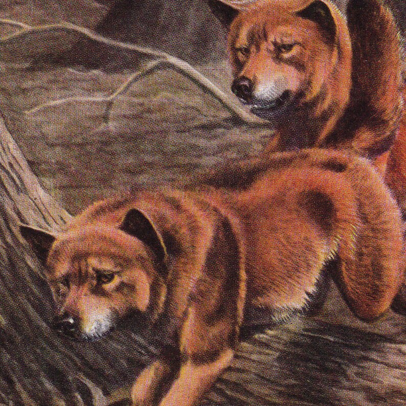 Dingo Print 1919 Vintage Dog Print by Louis Agassiz Fuertes Small Picture Mounted Dingo Dog Print Dingo Picture Australian Dingo dingoes image 2