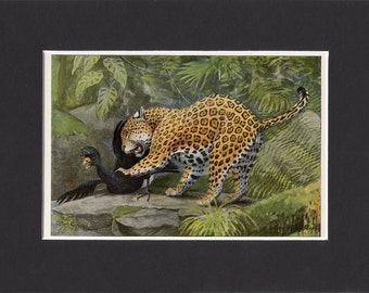 Jaguar Print 1916 by Louis Agassiz Fuertes Vintage Mounted Bookplate Picture with Mat Jaguar Picture Jaguar Cat Print Vintage Jaguar Art