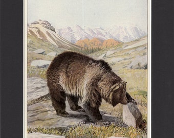 Grizzly Bear Print by Louis Agassiz Fuertes 1916 Vintage Print Mounted with Mat Bear Picture