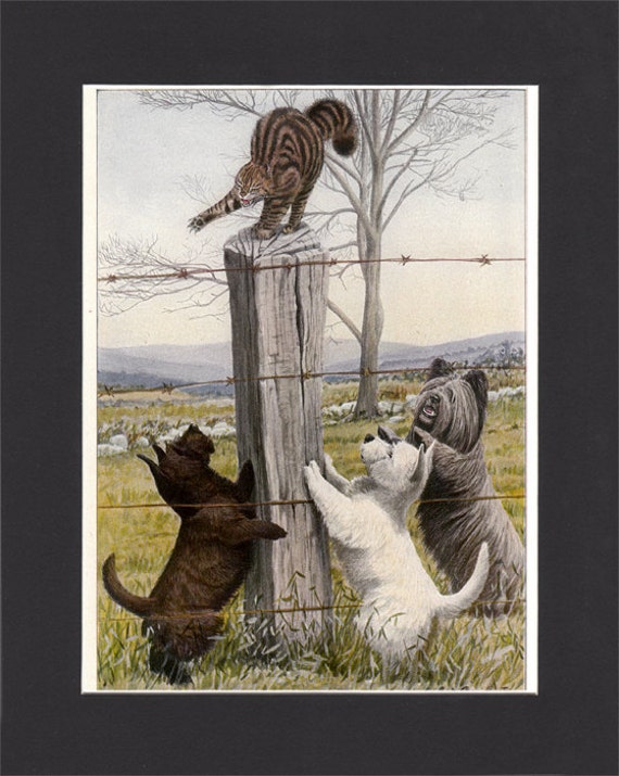 Scottish Terriers 1919 Vintage Dog Print By Louis Agassiz Etsy