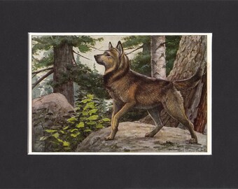 Elkhound Print 1919 Vintage Dog Print by Louis Agassiz Fuertes Small Picture Mounted + Mat 8" x 6" Print Elk Hound Print