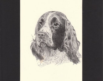 English Springer Spaniel Dog Print C.Francis Wardle 1935 Vintage Drawing Print Mounted with Mat  English Springer Spaniel Print Art