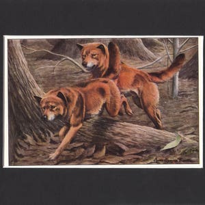 Dingo Print 1919 Vintage Dog Print by Louis Agassiz Fuertes Small Picture Mounted Dingo Dog Print Dingo Picture Australian Dingo dingoes image 1