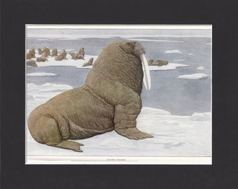 Pacific Walrus 1916 Print by Louis Agassiz Fuertes  Original Vintage Mounted  Print Pacific Walrus Picture Vintage Walrus Print