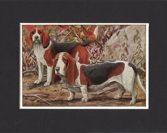 Beagle Print Basset Hound Print 1919 Vintage Dog Print by Louis Agassiz Fuertes Small Print of Beagle Dog & Basset Hound Dog Basset Print