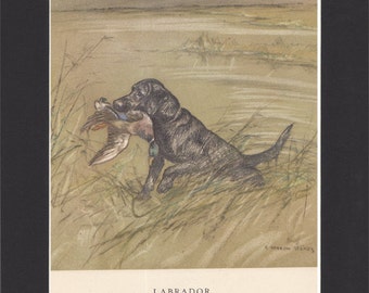 Black Labrador Print George Vernon Stokes  1947 Lab Drawing Mounted with Black Mat Labrador Dog Print Labrador Drawing Stokes Labrador