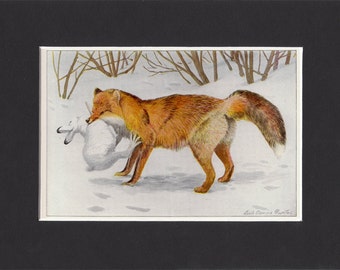 Alaska Red Fox 1916 Print by Louis Agassiz Fuertes Vintage Mounted Bookplate Picture with Mat Red Fox Print Alaska Fox Print Alaska Fox