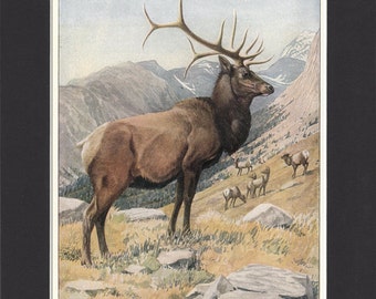 1916 American Elk Print by Louis Agassiz Fuertes Original Vintage Bookplate Mounted Print Wapiti Print Wapiti Picture American Elk Picture