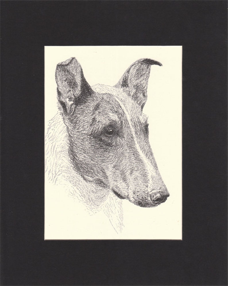 Smooth Collie Vintage Dog Print C.Francis Wardle Original 1935 Drawing Mounted with Mat Collie Dog Smooth Collie Print Sheepdog Print image 1