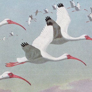 American White Ibis Print Walter A Weber 1949 Mounted with Black Mat Vintage Bird Print Florida Ibis Picture Ibis Painting Print image 2