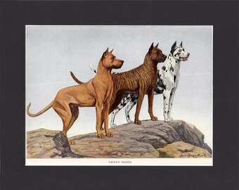 Great Danes 1919 Dog Print by Louis Agassiz Fuertes Vintage Print Mounted with Mat Great Dane Print Vintage Dog Print Great Dane Dogs