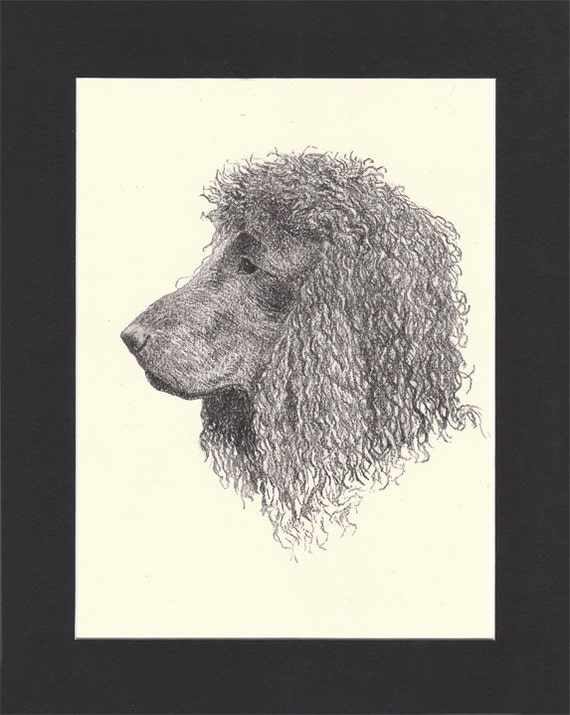 IRISH WATER SPANIEL TWO NAMED CHAMPION DOGS OLD ORIGINAL 1930/'S DOG PRINT