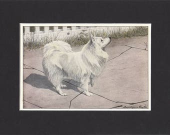 Spitz Print 1919 Vintage Dog Print by Louis Agassiz Fuertes Small Picture Mounted Spitz Dog Print Spitz Picture White Spitz Print