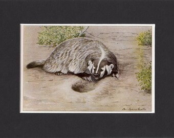 Badger 1916 Print by Louis Agassiz Fuertes Vintage Picture with Mat North American Badger Print, Badger Picture