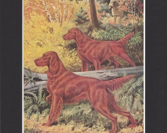 Irish Setter Print - Walter A Weber 1947 - Mounted with Black Mat - Vintage Dog Print - Irish Setter Dogs