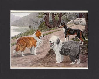 Collies Print 1919 by Louis Agassiz Fuertes Vintage Print Mounted Collie Dog Print Old English Sheepdog Smooth Collie Print Vintage Dogs