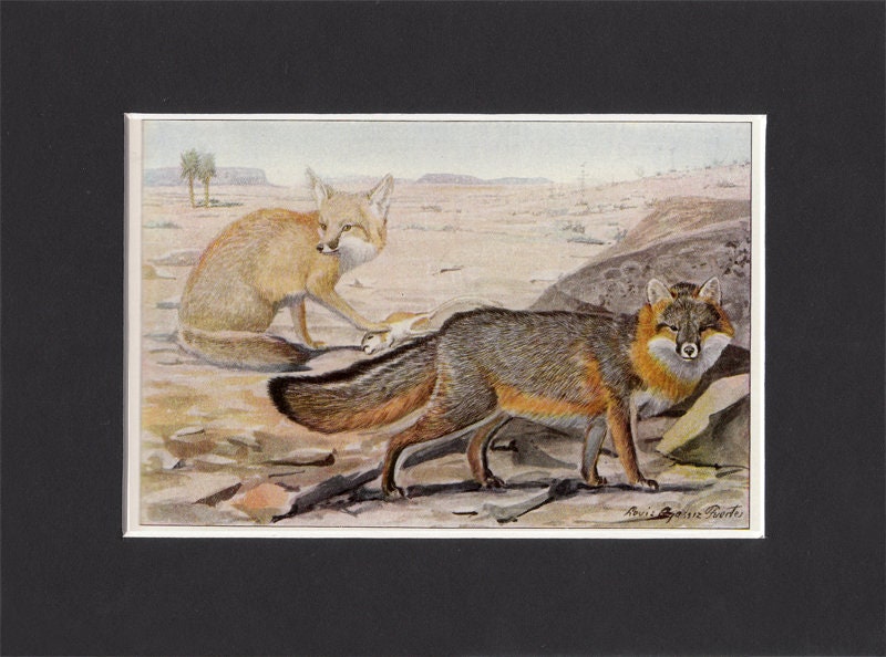 1916 Color Print Cross Red Silver Fox Animal Wildlife Louis Agassiz Fu –  Period Paper Historic Art LLC