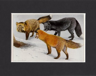 Foxes 1916 Print by Louis Agassiz Fuertes Vintage Mounted Picture with Mat Red Fox Print Silver Fox