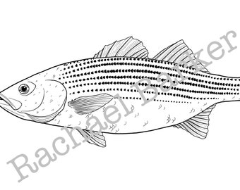 Striped Bass Fish line drawing PNG digital download cricut glowforge