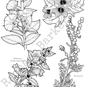 Tödliche Blumen Linie Zeichnung PNG digitaler download Cricut glowforge