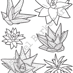 Succulent aloe line drawing PNG digital download cricut glowforge