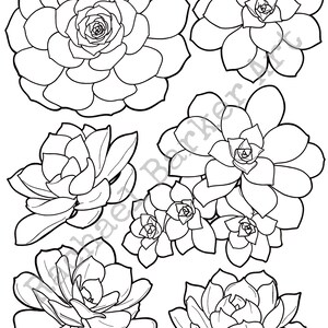 Succulent flower line drawing PNG digital download cricut glowforge