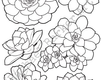 Succulent flower line drawing PNG digital download cricut glowforge