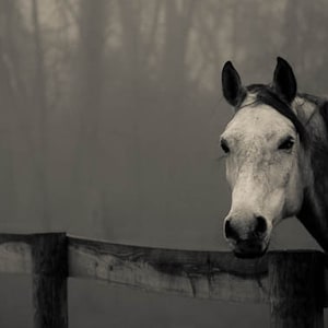 Horse wall art, fine art photography, black and white, wall art, black and white print, equine