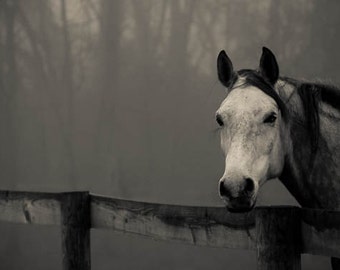 Paardenkunst, beeldende kunstfotografie, zwart-wit, kunst aan de muur, zwart-witprint, paarden