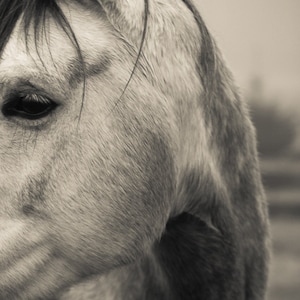 Horse wall art, fine art photography, black and white, wall art, black and white print, equine