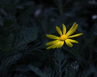 Botanical wall art, fine art photography, daisy, yellow flower print, flower photography, yellow