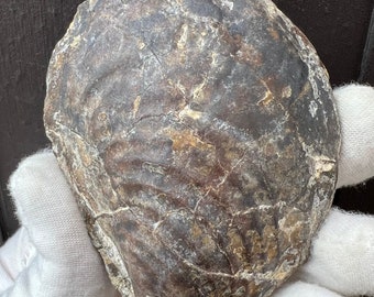 Clam Shell Fossil from an old collection. It was found between 1969 to 1970