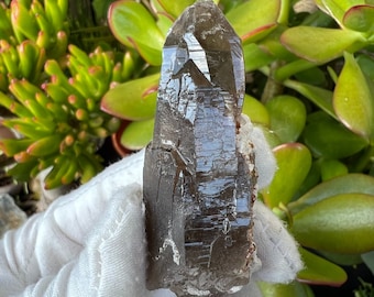 Deep Smokey Quartz with Spessartine Garnet inclusions. Miners Personal Crystal. Fujian Province,Tong bei Smokey Quartz