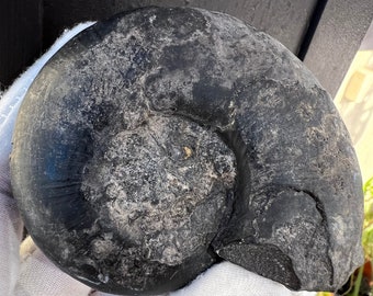 Iron Ammonite with amazing Patterns on the shell. Large Dinosaur Fossil. Giant shell fossil. Rare fossil from the Saharan Desert.