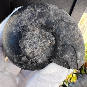 Sale.Iron Ammonite with amazing Patterns on the shell. Large Dinosaur Fossil. Giant shell fossil. Rare fossil from the Saharan Desert.