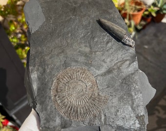 German Fossil Plate: Spiked Ammonite and Belemite