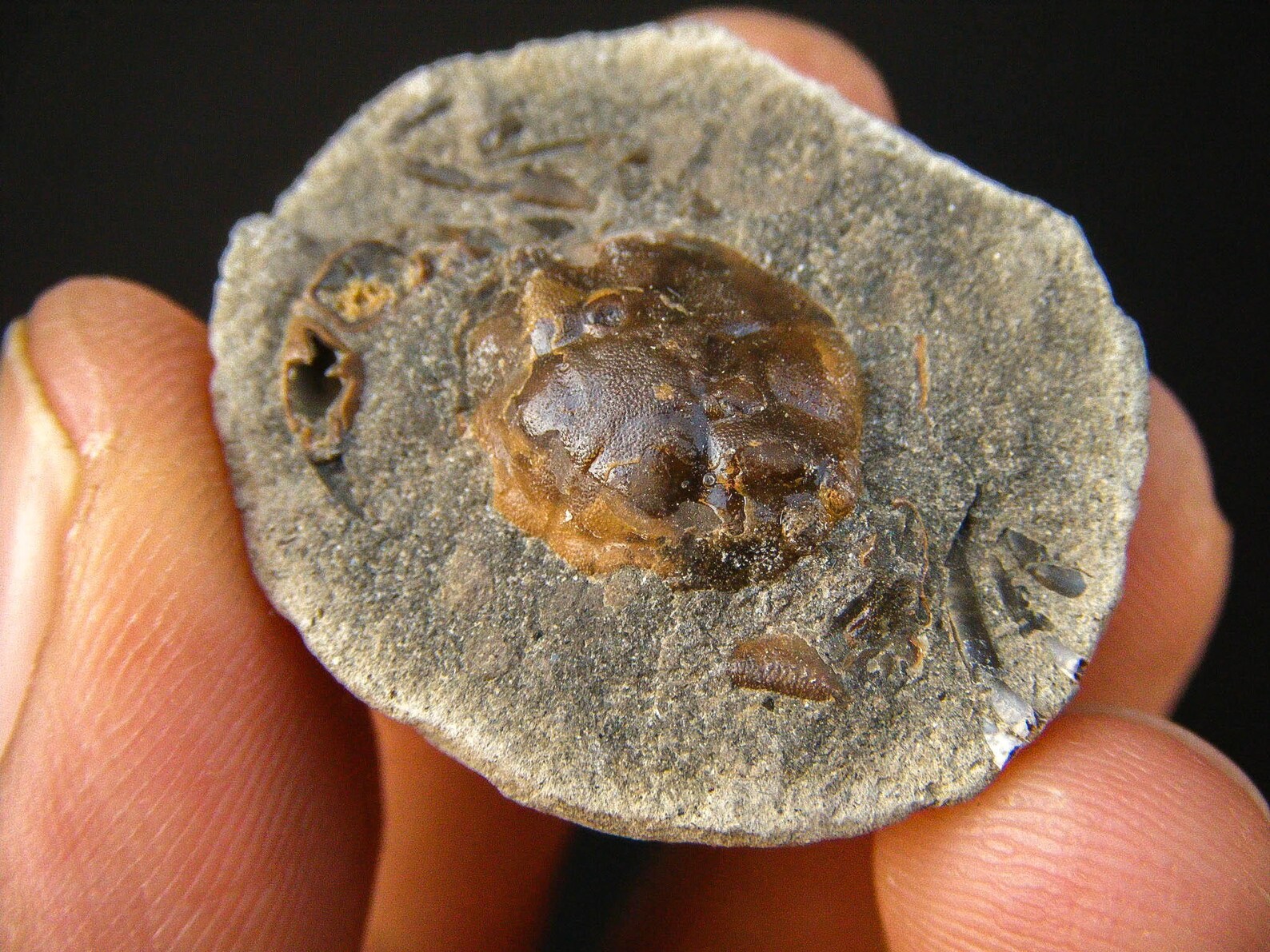 Amazing Crab Fossil Exotic Rare Natural Rough Stone Top Etsy