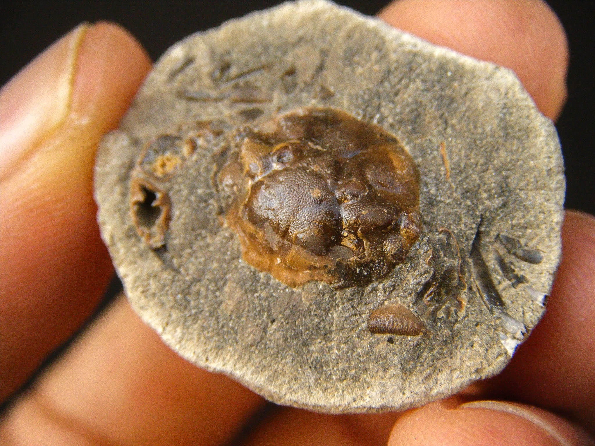 Fossil Find: The Amazing Lacempasuchil - zj4la7s