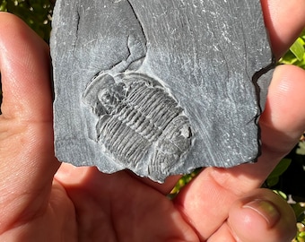 Elrathia Kingi Fossil Trilobite from Utah. Large Trilobite Fossil, Fossil Specimen,Fossil Collection, Rare Fossil.