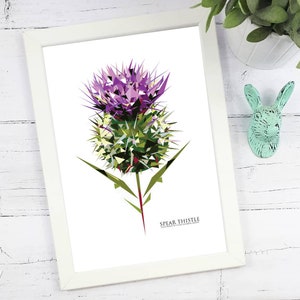 Spear Thistle Art Print: Scottish Flower Illustration (A3)