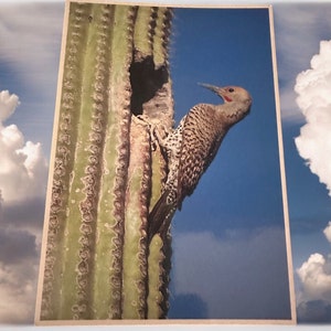 May include: A brown and white woodpecker perched on a tall green cactus with a blue sky and white clouds in the background.